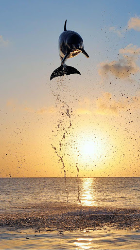Dolphins Live Wallpaper