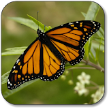 butterfly wallpapers icon