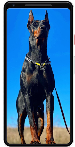 Android application Doberman Wallpapers screenshort