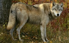 screenshot of Wolf Jigsaw Puzzles