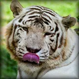 White Tiger Licks Screen LWP icon