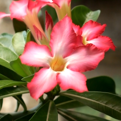 adenium flower wallpaper logo