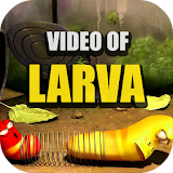 Video of Larva icon