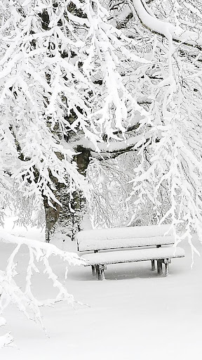 winter forest wallpaper