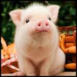 Cute Pigs Wallpaper Apk