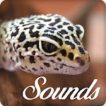 Cover Image of डाउनलोड Gecko Sounds and Ringtone Audio 4.0.0 APK