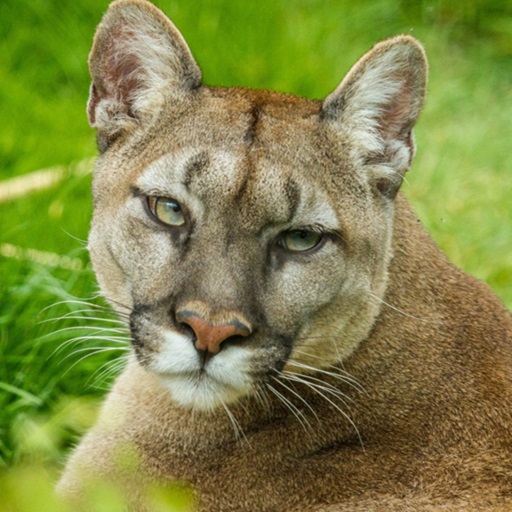 Cougar Wallpaper HD Descarga en Windows