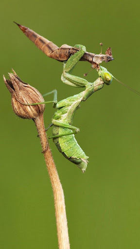 Android application Praying Mantis Wallpaper screenshort