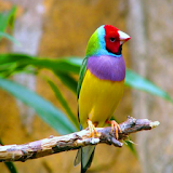 Kicau Love Bird icon