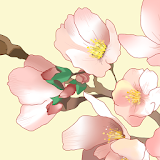 [Floral Illust] Cherry Atom icon