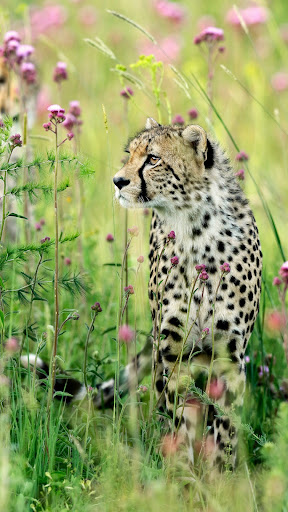 Android application Cheetah Wallpapers screenshort