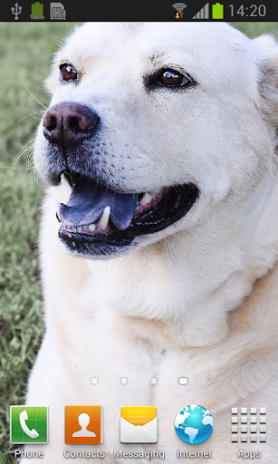 Labrador retrievers live wallp Screen 2