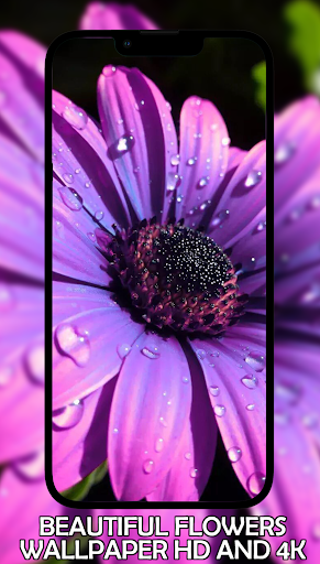 wallpaper FLOWERS HD 4K