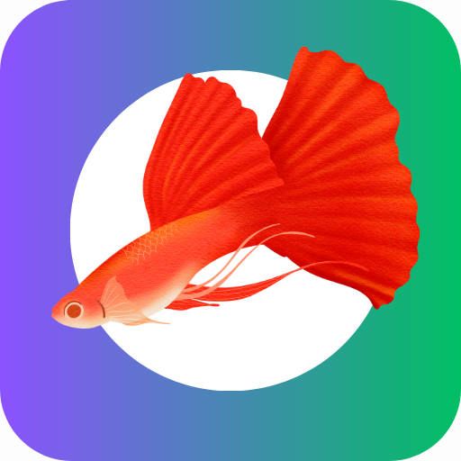 Fancy Guppy Fish Wallpaper