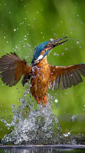 Android application Video Wallpaper For Samsung S screenshort