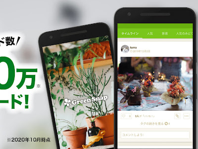コレクション 観葉植物 名前 検索 309133-観葉植物 名前 検索