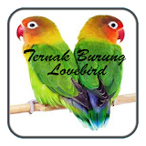Ternak Lovebird icon