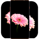 Cover Image of डाउनलोड Pink Flower Wallpaper  APK