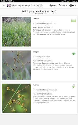 Screenshot of Flora of Virginia