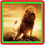 Lion Wallpapers Slideshow icon
