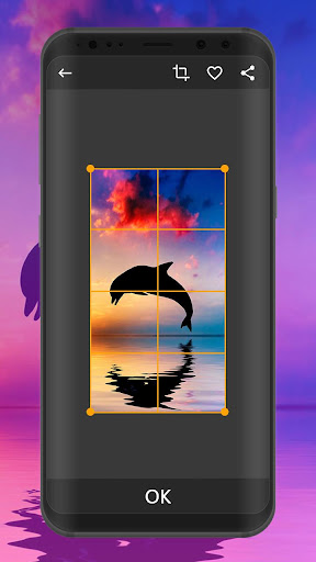 Dolphin Wallpapers  Ultra HD Quality