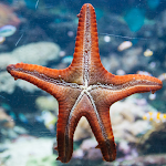 Cover Image of Télécharger Starfish Wallpapers - FREE 1.0 APK