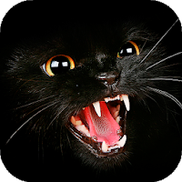 Черный кот Обои Full HD (картинки, темы, фоны)