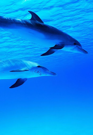 Dolphin Wallpaper 4K