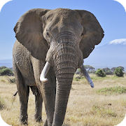 Top 40 Personalization Apps Like Elephant Wallpaper Best HD - Best Alternatives