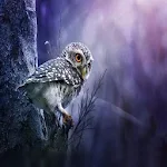 Cover Image of Download Owl Wallpapers HD  APK