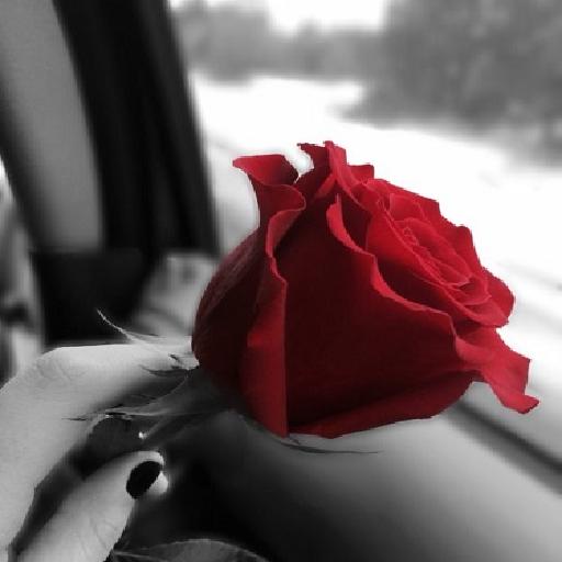 صور ورد