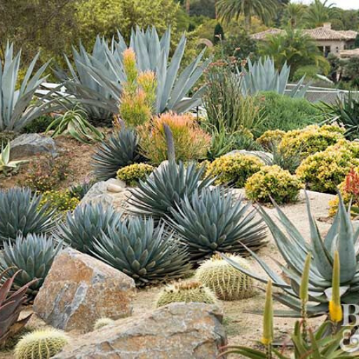 Cactus Garden logo