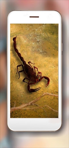 Spiders and Scorpions