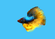 screenshot of Betta Fish 3D Lite