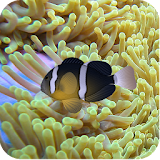 3D Clownfish Live Wallpaper icon