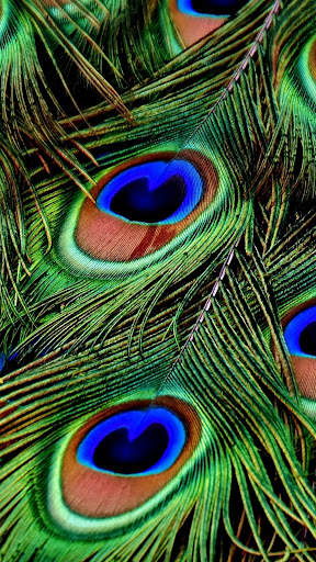 Peacock Wallpapers Screen 3