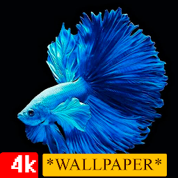 Icon image Wallpaper Betta Fish HD 4K