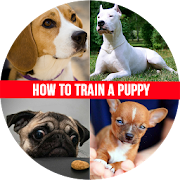 How to Train a Puppy