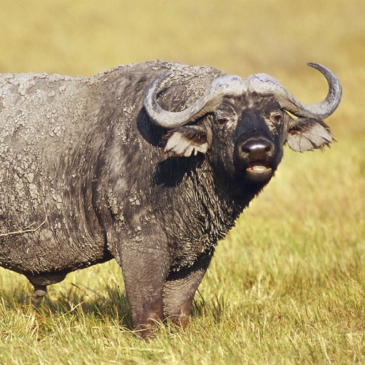 Buffalo Wallpapers Download on Windows