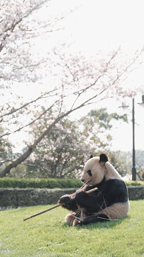 Panda Wallpapers Screen 2