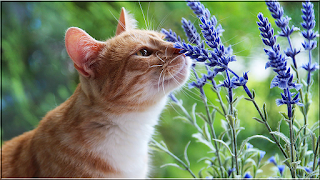 Animals Puzzles Jigsaw - Screenshot 2
