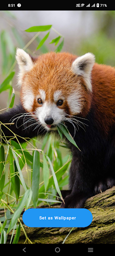 Android application Red Panda Wallpaper screenshort