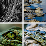 Cover Image of ดาวน์โหลด Crocodile HD Wallpapers  APK