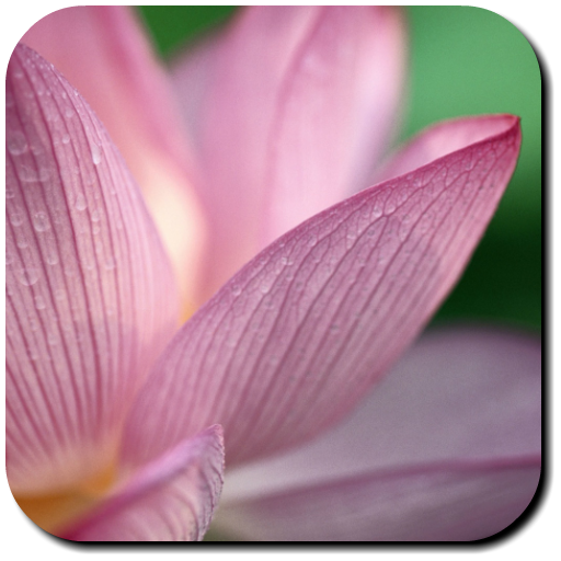 Lotus Wallpapers 2.6 Icon