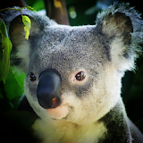 Koala Bear Wallpaper icon