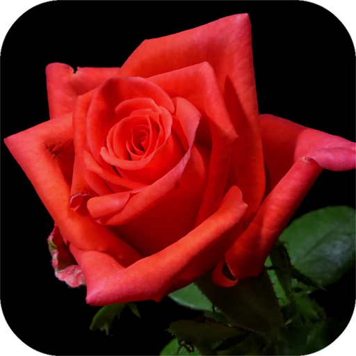 Blooming Rose 4K Video Wallpap logo