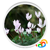 Real Flowers Live Wallpaper icon