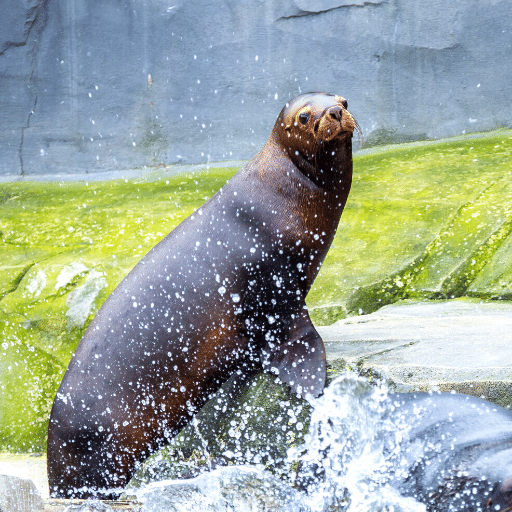 Sea lion sounds - AppWisp.com
