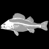 3D Fish Anatomy icon