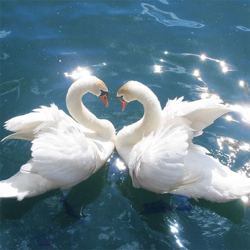 Swans Jigsaw Puzzles Screen 3